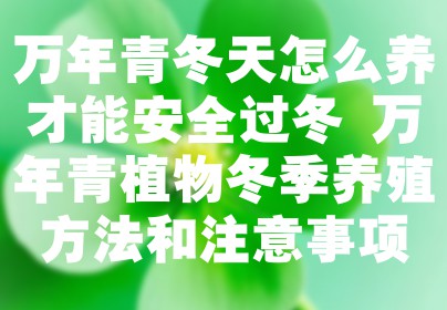 万年青冬天怎么养才能安全过冬 万年青植物冬季养殖方法和注意事项