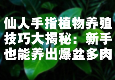 仙人手指植物养殖技巧大揭秘：新手也能养出爆盆多肉