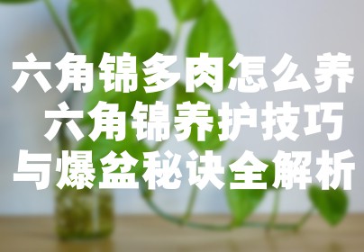六角锦多肉怎么养 六角锦养护技巧与爆盆秘诀全解析