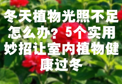 冬天植物光照不足怎么办？5个实用妙招让室内植物健康过冬