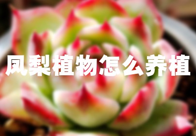 凤梨植物怎么养植