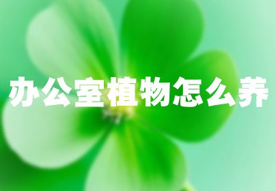 办公室植物怎么养