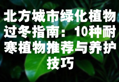 北方城市绿化植物过冬指南：10种耐寒植物推荐与养护技巧