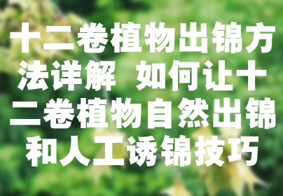 十二卷植物出锦方法详解 如何让十二卷植物自然出锦和人工诱锦技巧
