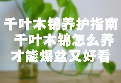 千叶木锦养护指南 千叶木锦怎么养才能爆盆又好看