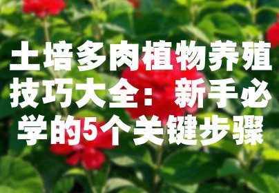 土培多肉植物养殖技巧大全：新手必学的5个关键步骤