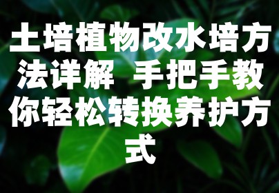 土培植物改水培方法详解 手把手教你轻松转换养护方式