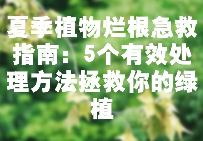 夏季植物烂根急救指南：5个有效处理方法拯救你的绿植