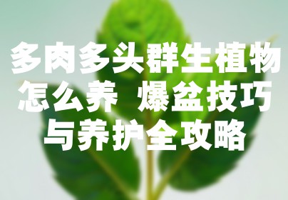 多肉多头群生植物怎么养 爆盆技巧与养护全攻略