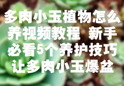 多肉小玉植物怎么养视频教程 新手必看5个养护技巧让多肉小玉爆盆