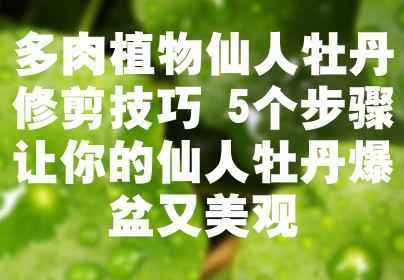 多肉植物仙人牡丹修剪技巧 5个步骤让你的仙人牡丹爆盆又美观
