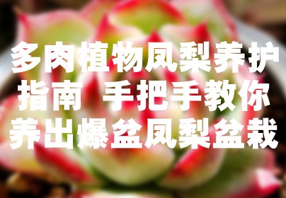 多肉植物凤梨养护指南 手把手教你养出爆盆凤梨盆栽