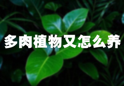 多肉植物又怎么养