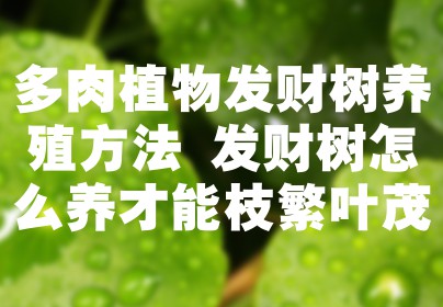 多肉植物发财树养殖方法 发财树怎么养才能枝繁叶茂