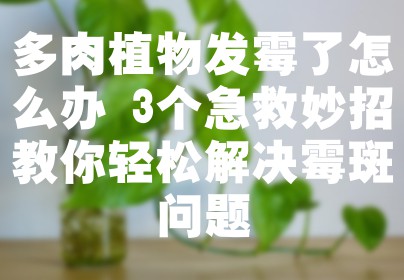 多肉植物发霉了怎么办 3个急救妙招教你轻松解决霉斑问题