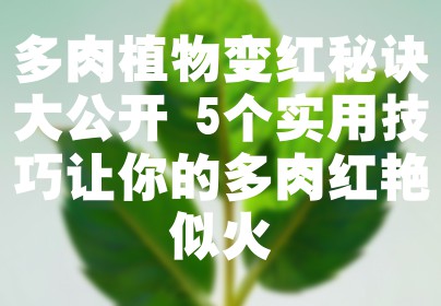 多肉植物变红秘诀大公开 5个实用技巧让你的多肉红艳似火