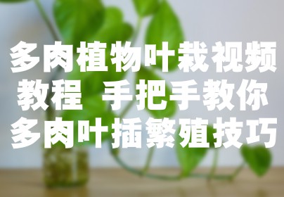 多肉植物叶栽视频教程 手把手教你多肉叶插繁殖技巧