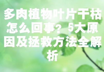 多肉植物叶片干枯怎么回事？5大原因及拯救方法全解析