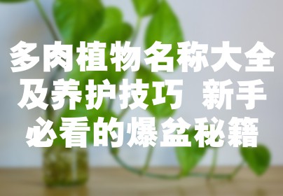 多肉植物名称大全及养护技巧 新手必看的爆盆秘籍
