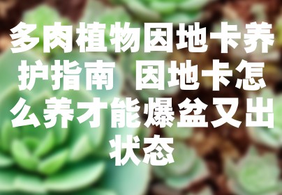多肉植物因地卡养护指南 因地卡怎么养才能爆盆又出状态