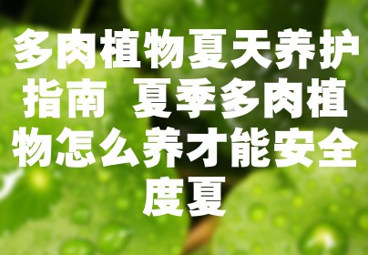 多肉植物夏天养护指南 夏季多肉植物怎么养才能安全度夏