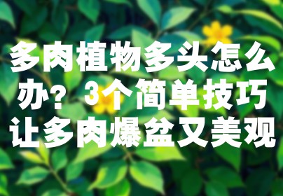 多肉植物多头怎么办？3个简单技巧让多肉爆盆又美观