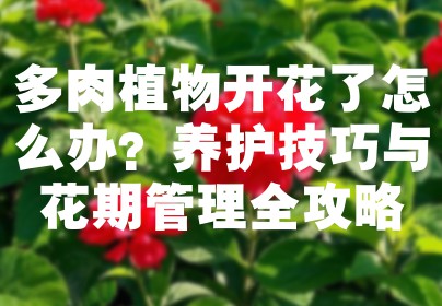 多肉植物开花了怎么办？养护技巧与花期管理全攻略