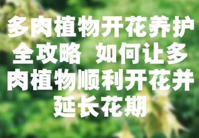 多肉植物开花养护全攻略 如何让多肉植物顺利开花并延长花期