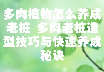 多肉植物怎么养成老桩 多肉老桩造型技巧与快速养成秘诀