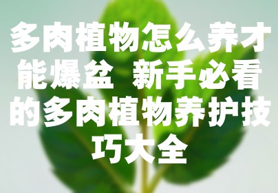多肉植物怎么养才能爆盆 新手必看的多肉植物养护技巧大全