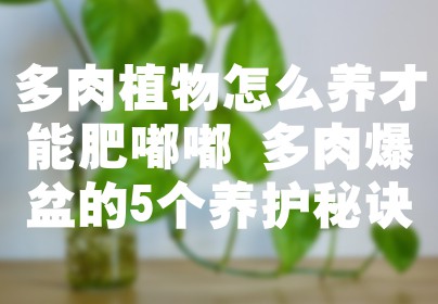 多肉植物怎么养才能肥嘟嘟 多肉爆盆的5个养护秘诀