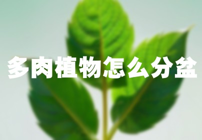 多肉植物怎么分盆