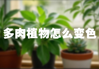 多肉植物怎么变色