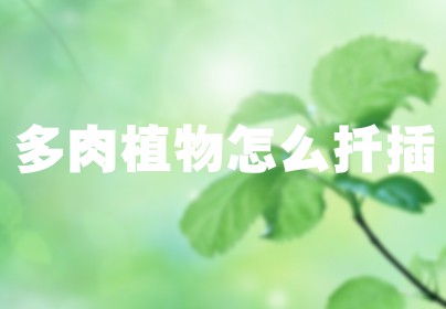 多肉植物怎么扦插