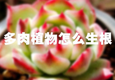 多肉植物怎么生根