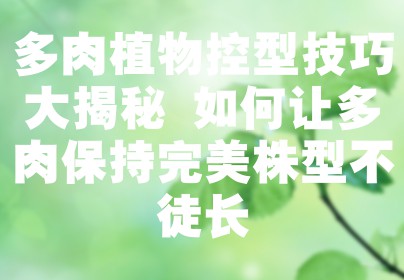 多肉植物控型技巧大揭秘 如何让多肉保持完美株型不徒长