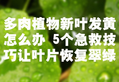 多肉植物新叶发黄怎么办 5个急救技巧让叶片恢复翠绿