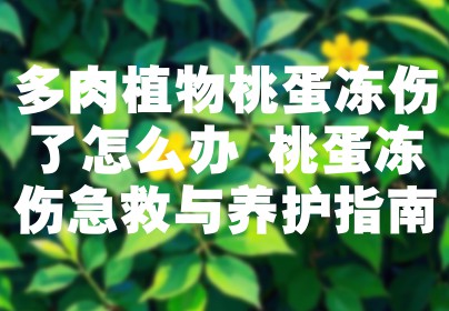 多肉植物桃蛋冻伤了怎么办 桃蛋冻伤急救与养护指南