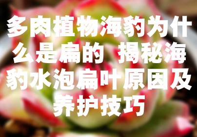 多肉植物海豹为什么是扁的 揭秘海豹水泡扁叶原因及养护技巧