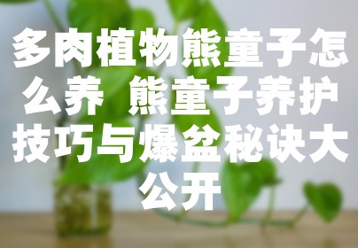 多肉植物熊童子怎么养 熊童子养护技巧与爆盆秘诀大公开