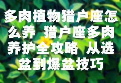 多肉植物猎户座怎么养 猎户座多肉养护全攻略 从选盆到爆盆技巧
