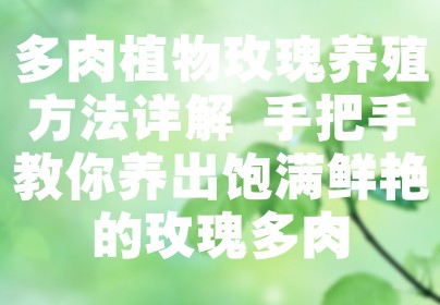 多肉植物玫瑰养殖方法详解 手把手教你养出饱满鲜艳的玫瑰多肉