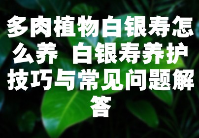 多肉植物白银寿怎么养 白银寿养护技巧与常见问题解答