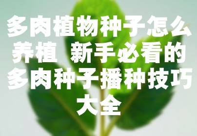 多肉植物种子怎么养植 新手必看的多肉种子播种技巧大全