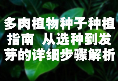 多肉植物种子种植指南 从选种到发芽的详细步骤解析
