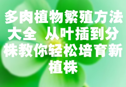 多肉植物繁殖方法大全 从叶插到分株教你轻松培育新植株