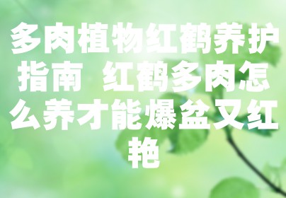多肉植物红鹤养护指南 红鹤多肉怎么养才能爆盆又红艳