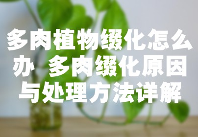 多肉植物缀化怎么办 多肉缀化原因与处理方法详解