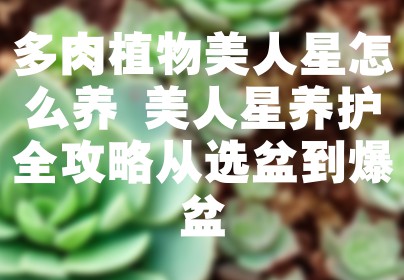 多肉植物美人星怎么养 美人星养护全攻略从选盆到爆盆