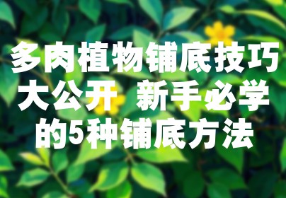 多肉植物铺底技巧大公开 新手必学的5种铺底方法